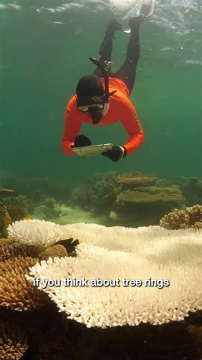 Is climate change accelerating coral bleaching? Great Barrier Reef
