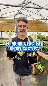 Euphorbia lactea ‘Ghost Cactus’ emerges as a mesmerizing variant within the succulent world, showcasing an ethereal beauty that captivates with its subtle yet alluring presence. This striking cultivar, aptly named for its ghostly pale hue, boasts a hauntingly beautiful aesthetic characterized by its muted, almost spectral, appearance. With its pale, ghostly tones contrasting against the landscape, this plant stands out as a testament to nature’s ability to craft intriguing variations within a sp