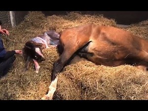馬の繁殖に携わるバジガク生徒たちの様子。馬のお産～。命の誕生！馬の学校 東関東馬事専門学院