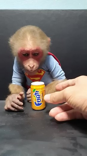 Super Cute Monkey Review.#monkey #monkeybaby #monkeyeat #cutemonkey #animalmonkey #foryou #foryoupage #viral #viralvideoSuper Cute Monkey Review Strawberry Candy.#monkey #monkeybaby #monkeyeat #cutemonkey #animalmonkey #foryou #foryoupage #viral #viralvideo