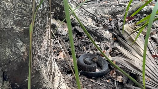 4K views · 68 reactions | Best Florida snake boots ever. This danger noodle wants nothing to do with them. If you ain’t croc’n you ain’t rock’n. | Omnivore's Homestead And Quivers | Facebook