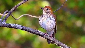 Wood Thrush have an iconic and beloved song. Once a familiar summer sound throughout eastern U.S. forests, the Wood Thrush’s haunting, flute-like song is, sadly, heard in fewer places these days. How do Wood Thrushes create such beautiful songs? https://abcbirds.org/bird/wood-thrush/ | American Bird Conservancy