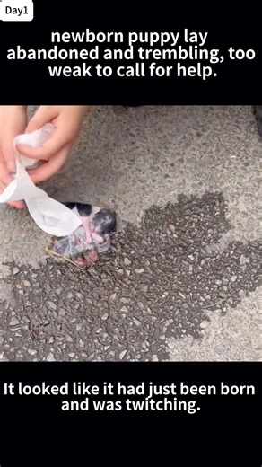 The newborn puppy lay abandoned on the roadside, trembling weakly, until a passerby noticed him | Animal Shelter
