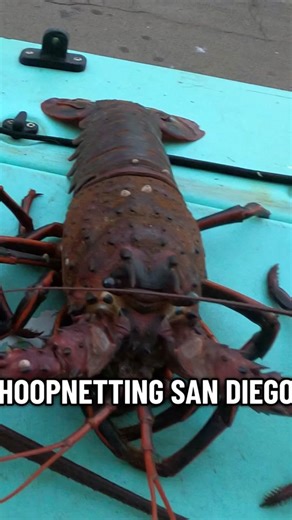 Catching California spiny lobsters with hoop nets