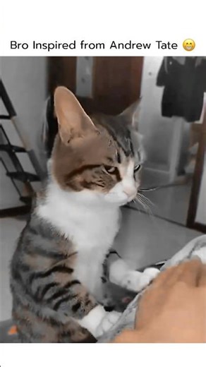 Sigma cat 🐱😁 #funny #memes #amazingmemes #comedy #respectbboys