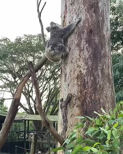 It’s Wild Koala Day! A day that was established by koala conservationists across Australia to celebrate, bring awareness to the species and protect their habitat. The koala is an iconic Australian marsupial, an animal only some Australians are lucky enough to see in the wild. That is why it is our responsibility to help their wild numbers increase. In February 2022 koalas were listed as endangered from being vulnerable with no exact population number, just the evidence that has come from the sev