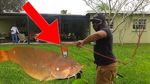 Can You Build a Generator Using an Electric Catfish?