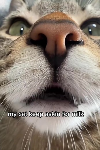 Goo Goo Ga Ga Milk Meme Compilation