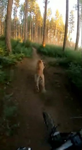 POV: A Cougar Charged Straight at Me in the Woods 😳🐾