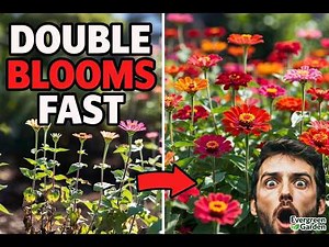 Zinnias Made Easy: Grow Bigger, Brighter Blooms All Season (Beginner to Pro Guide)