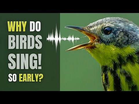 Why Do Birds SING So Darn EARLY