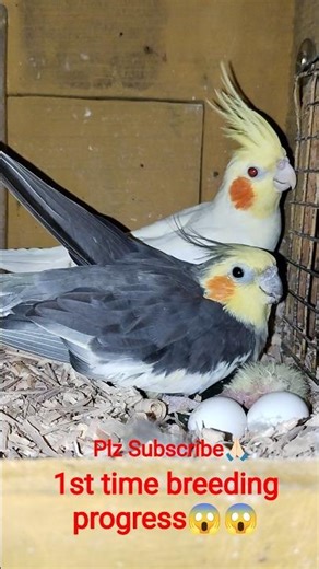 Lutino and black Cockatiel 1st time breeding progress😱😱