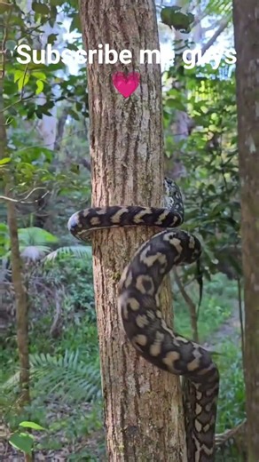 sanke #trollmemes #shortviral #shortfeed