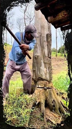 Professional logger falls with chainsaw