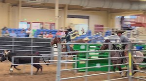 4.2K views · 190 reactions | Corey Cushing took a break from cow horse to show his roping skills at the ARHFA Arizona Sun Circuit Rope Horse Futurity. | Quarter Horse News | Facebook