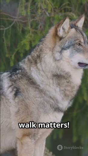 Wolves' Secret Language: Faces & Moves! #facts #wildlifeentertainment #animals #shorts