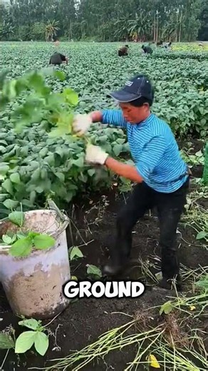 Why Farmers Pull Out the Entire Soybean Plant🤯 #short #farmer #soyabean #plants #facts