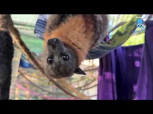 In the Old Dudes' aviary: Gelert is yelling AGAIN