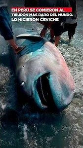 En Perú se comieron al tiburón más raro del mundo. Lo hicieron ceviche.