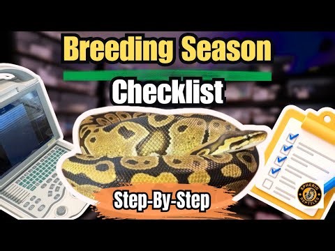 Ball Python Breeding Season Checklist (Step-by-Step Guide)