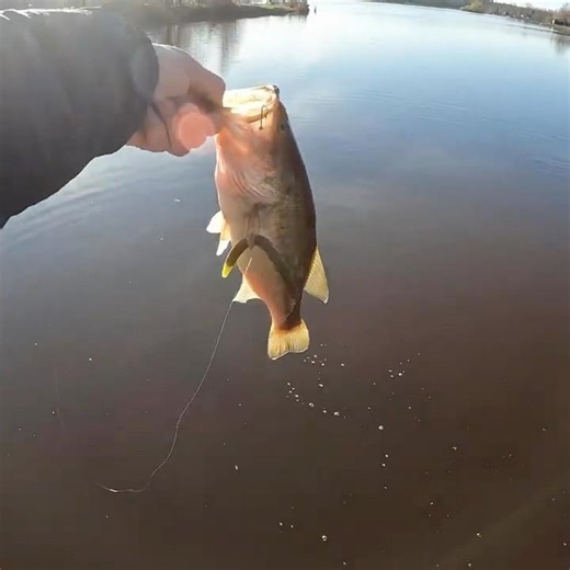 Wacky Senko always gets crushed! #bassfishing #bass #wisconsinfishing #