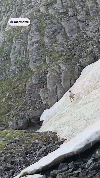 Observation d'une marmotte sur la Via Escuzana
