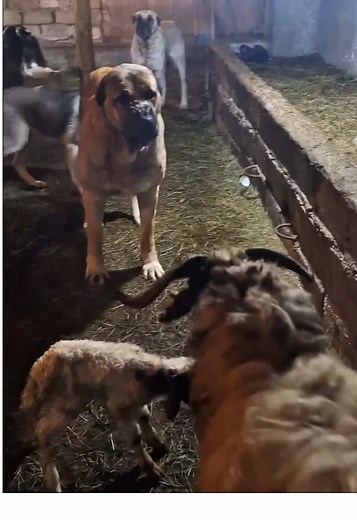 Understanding Dog Barks: Interpretations and Insights