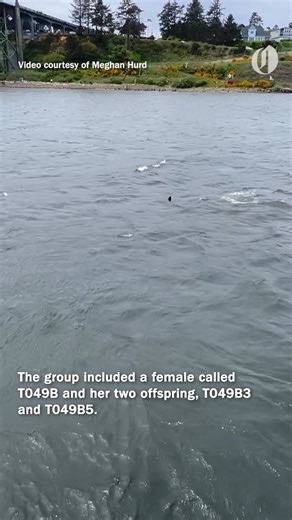 Meghan Hurd filmed a pod of four transient killer whales — including a newborn calf — swimming out of Oregon’s Yaquina River on May 10, 2025. Three belong to a known family group led by T049B, first documented in 1992. The fourth, T050D, is a young male now traveling solo — a common move for maturing males. Researchers use letter-number combos like T049B to track family lines (T = transient, numbers mark order and lineage). Unlike the salmon-eating resident orcas, Bigg’s killer whales hunt seals