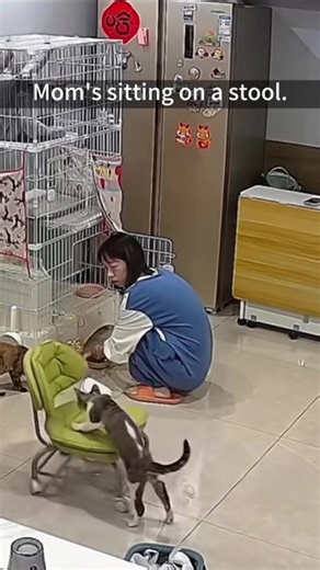 Polite Cat Moments That Will Make You Laugh