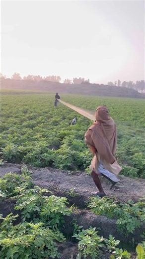 Batair ka shikar jall ka sath hunting quail with best English pointer #shorts #quail #quailhunting