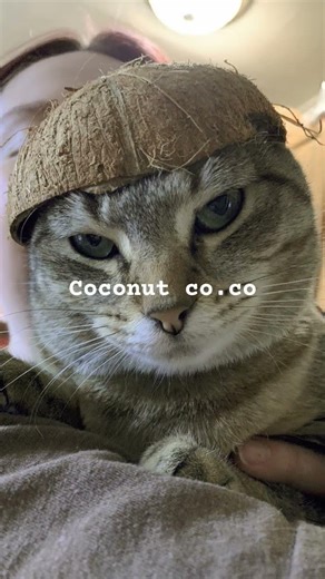 #cat #cute #anime #funny #animedrawing #art #animesketch