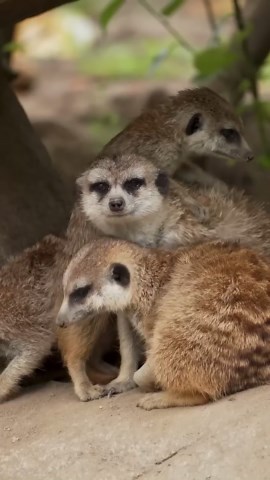 Special meerkat behavior caught on camera