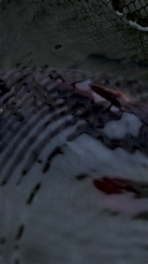 1.2K views · 302 reactions | @fishflix.online believe the only influencer you need to encourage you to go angling is the natural world. Exclusive films where the fish are the stars! | Martin Bowler | Facebook