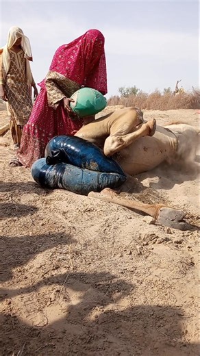 معجزة الجرّة على بطن الجمل