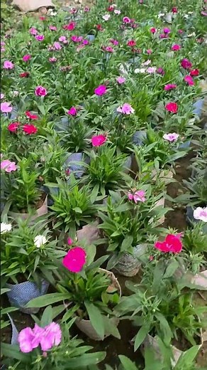 Dianthus Flower Plant Beautiful Varieties #winterfloweringplants #dianthus #flowers