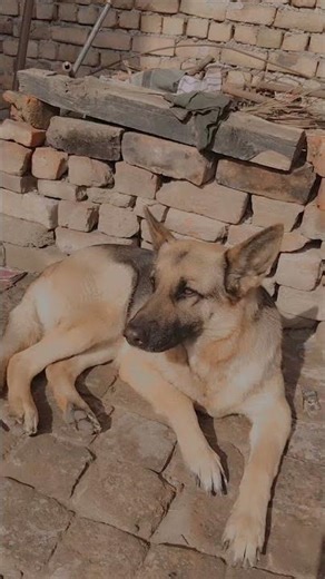 German shepherd dog, new tricks for free viral video