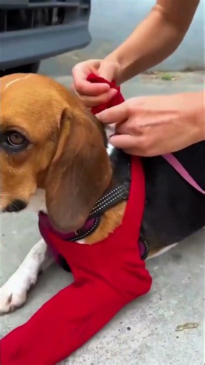 Cute Dog Paw Protection Hack 🐶🧦 Relaxing DIY Trick