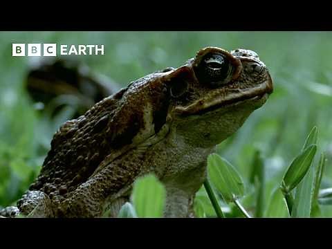 1 Hour of Magnificent Moments Narrated by Sir David Attenborough | BBC Earth