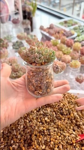 How to Repot Succulents: Step-by-Step Guide for Beginners 🌱