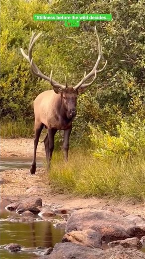 “Silent Watcher at the Water | Wild Nature Moment 🦌”#shorts #wildlife #nature