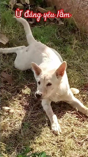 Yeah, that's so cute! My tree is all gone now.