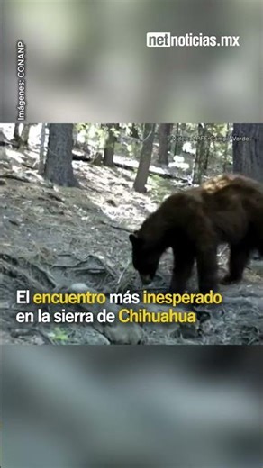 The most unexpected encounter in the mountains of Chihuahua