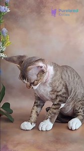 Meet Freddie: Curious Devon Rex, Chocolate Spotted Tabby with White 🤎🤍🐾 #DevonRex