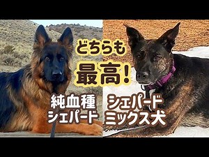 【ジャーマンシェパード】シェパードDNAがキラリとひかるミックス犬たち💕