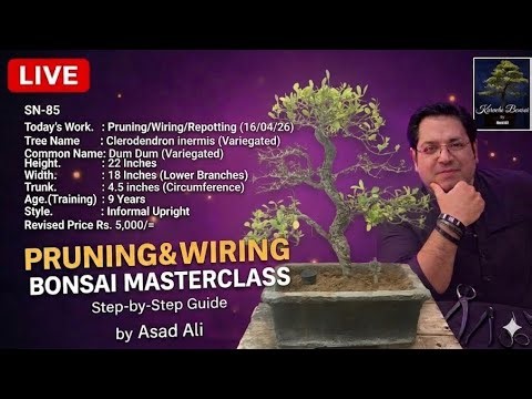 SN-85 Clerodendron inermis Live Demonstration and tutorial of Bonsai Pruning/Wiring/Repotting