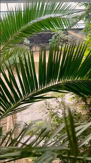 World of crocodiles 🐊 #crocodile #zoo#animals#lake#teeth#aligator