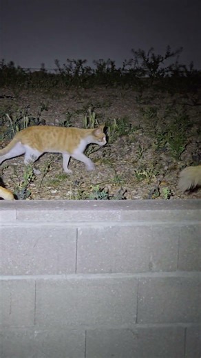 Night Time Bitties #cute #cat