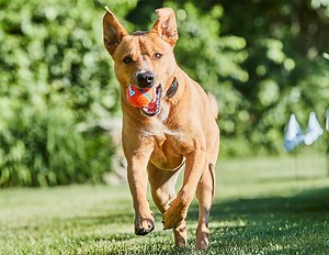 Hidden Dog Fence | Wireless Dog Fencing | DogWatch® Atlanta