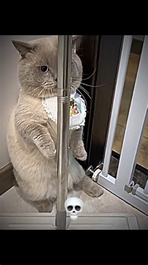 Cats funny hiding moments ☠️