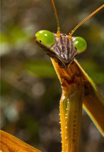 Praying Mantis: Micro Predator 💚 Watching a praying mantis up close really changes how you think about insects. They can stand perfectly still for minutes at a time, and then in a split second, everything changes. A mantis’ strike is so fast it’s over in less than 70 milliseconds, faster than most cameras can naturally catch without slow motion. What makes it even cooler is that mantises don’t just react, they judge. They’re one of the only insects with true 3D vision, which lets them measure d